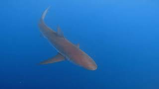 O'ahu Shark Dive