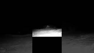 Chilling Night Vision Footage Reveals Unexplained Presence