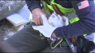 First Person Baby Falcons on a New York Bridge