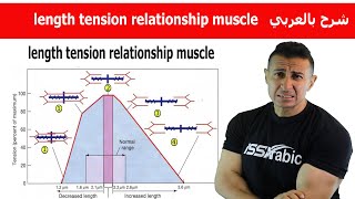 length tension relationship muscle   شرح بالعربي