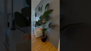 Plant in my amazon store, link in the comments section #birdsofparadise #artificialplant #homedecor