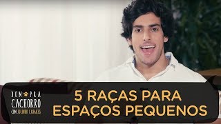 5 RAÇAS PARA ESPAÇOS PEQUENOS | Bom pra Cachorro