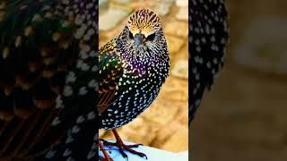 Beautiful European Starlings Birds #shorts #nature #bird #relaxing #stressrelief #birdsounds