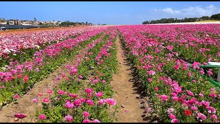 🇺🇸🌺🌸🌼 Цветочные поля в Карлсбад Калифорния - НЕВЕРОЯТНАЯ красота - Flower Fields Carlsbad CA