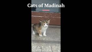 Cats 🐈 of Madina Munawarra #madina #saudiarabia #cats #catvideos