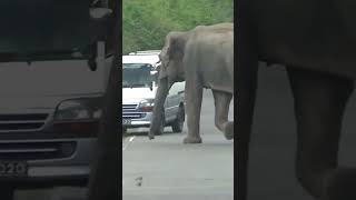 The elephant that tries to attack the vehicles traveling on the highway #elephants