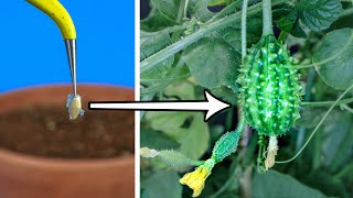 Burr Gherkin Maroon Cucumber Time Lapse  - Seed To Fruit (89 Days)