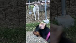 やぎに威嚇される犬#goat #ビビり#格差