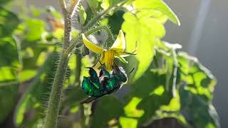 Green Orchard Bee Pollinates Tomatoes