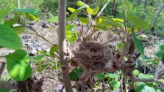 lagi Nemu sarang burung sedang bertelor 🐦🐦