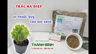 Trắc Bá Diệp - Địa chỉ bán trắc bá diệp tại TPHCM chất lượng và giá tốt nhất