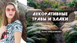 Декоративные травы и злаки