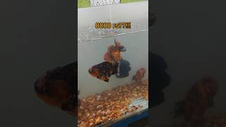 8000 ah??? #trending #aquarium #fish #goldfish #aquascape #tamil#trendinggirl #viral #fishing