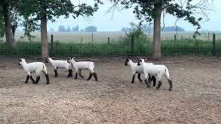 5 Ewe lambs