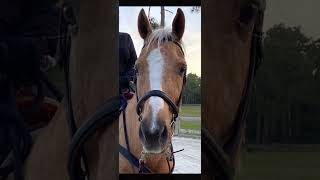 BEAUTIFUL HORSES ~ A true dream come true ❤️ #horse 🐴 #shorts