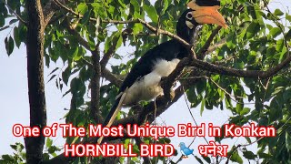 HORNBILL BIRD 🐦 धनेश !!! One of The Most Unique Bird in Konkan ...