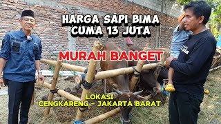 Harga Sapi Bima Cuma 13 Juta, Murah Banget, Lokasi Di Cengkareng - Jakarta Barat.