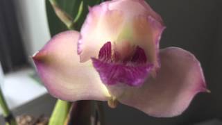 Bifrenaria Harrisoniae