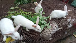 rabbits raising, shorts new