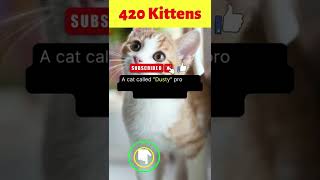 Did You Know That...420 Kittens  #shorts #backtobasics