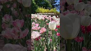 Ottawa Tulips Festival 2023 #shorts