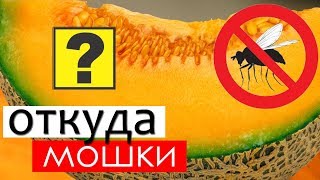 Откуда берутся мошки на фруктах?