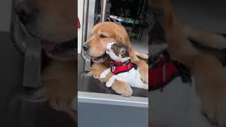 Cat and Dog Friendship 😻🥰 #shorts