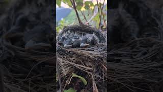 Baby birds getting closer to leaving the nest #youtubeshorts #birdslover #birds #babybird #shorts