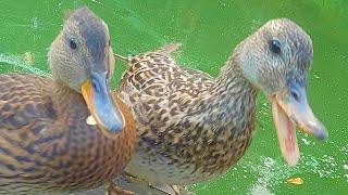 Ducklings Have Joined Mother Hen to Oppose the Pigeon Menace [4K] Gadwall Ducks