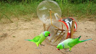 The First Unique Parrot Trap Using Plastic Bottle & Wood / How To Make A Parrot Trap Work 100%