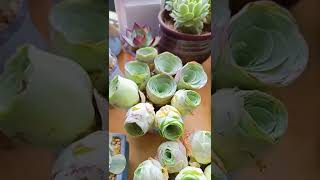 Satisfying Succulent Diy #13