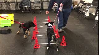 Sadie Rose practicing cavalettis at Puppy Preschool