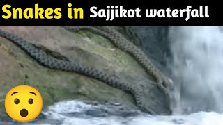 Huge Snakes spotted at Sajjikot waterfall? | Sajjikot waterfall Pakistan | Snakes in #waterfall