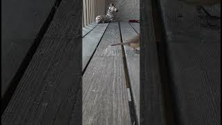 Female Cardinal under the catwalk 3/4/23