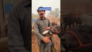 New Katta Farming & Katti Farming Business in Punjab Pakistan