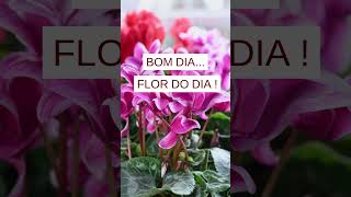 FLOR DO DIA #mensagem #mensagemdodia