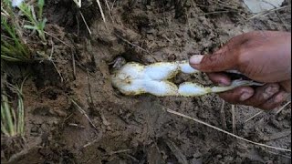 amazing digging frog at pailin Province - digging frog Traditional in cambodia ( part103)