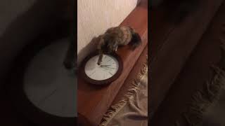 The Cat and a Wall Clock Part 3