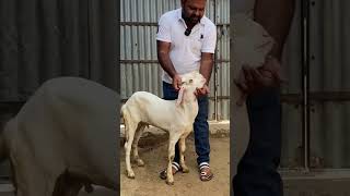 +91 97599 27353 #goat #hansagoat #goathusbandry #hansa #goatfarming #animals #goatfarmingbusiness