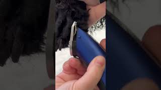 Shaving a poodle foot