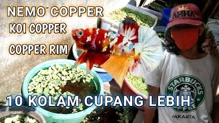 BANYAK JENIS CUPANG COPPER || jualan cupang perkolam