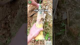 Harvesting wild bamboo shoots #havesting #havest #bambooshoot #shorts