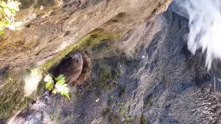 great dusky swift iguazu falls nesting