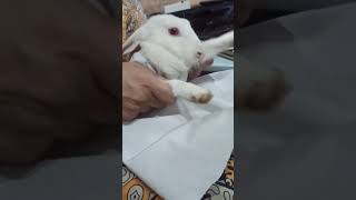 Funny cute Bunny# shorts