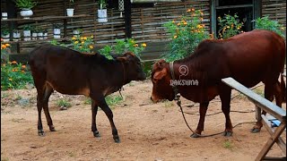 സാരംഗിലെ പുതിയ അംഗങ്ങൾ 🐮| Sarang Family | Dakshina #FarmLife