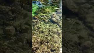 Coral Reefs in Andaman & Nicobar Islands #photooftheday #travel #island #coral #coralreef #sea