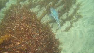 Blue Cod on the sand