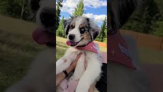 3 years with this smiley girl 🥰 #australianshepherd