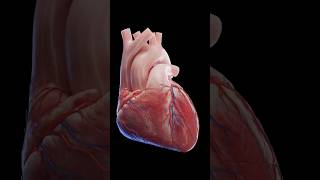 Heartbeat Unveiled: Journey through a 3D Model Wonderland