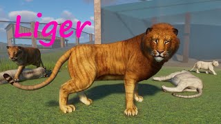 Liger by Gabboi and GiornoPizza - Planet Zoo Mod